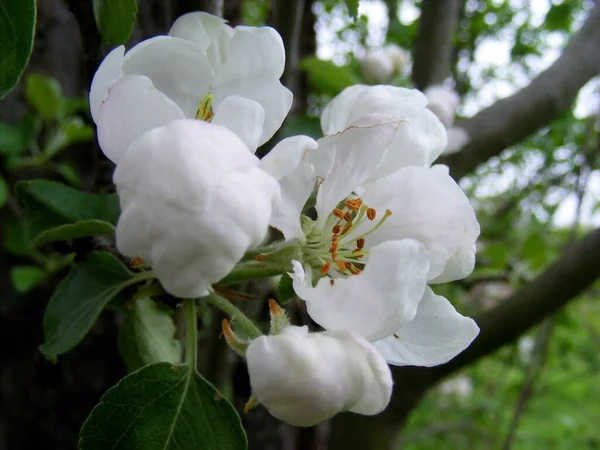 Крупный План Белых Цветов Цветущей Яблони Ветке Саду Весной — стоковое фото