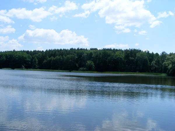 Krásná Modrá Obloha Bílými Vřetenovými Mraky Nad Temným Jehličnatým Listnatým — Stock fotografie