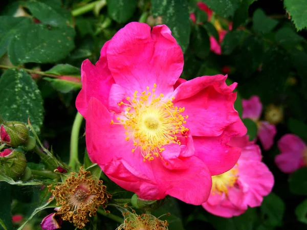 Beautiful Hot Pink Rosehip Flower Bush Leaves Wild Field — Foto de Stock