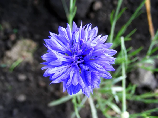 Close Bright Aquamarine Blue Cornflower Dark Soil Abd Grass Background — Stockfoto