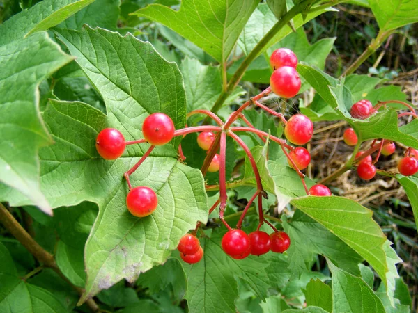 Red Pink Berries Ripening Viburnum Bush Bright Green Leaves Ukrainian — Foto de Stock
