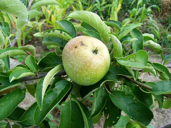 Grande Maçã Simirenko Verde Ramo Árvore Com Folhas Escuras Jardim — Fotografia de Stock