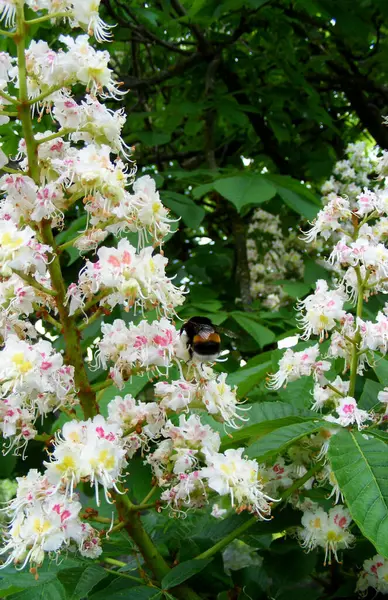 Small Fluffy Bumblebee Collects Pollen Beautiful Flowering Chestnut Branch Spring — Foto de Stock