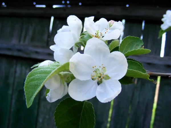 Closeup White Bloom Apple Tree Branch Background Old Plank Green — Stock Photo, Image