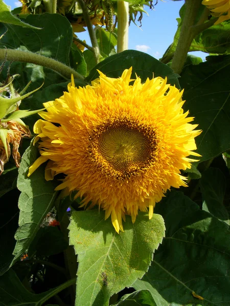 Close Triangular Sunflower Bows Big Green Leaves Beautiful Summer Day — Fotografia de Stock