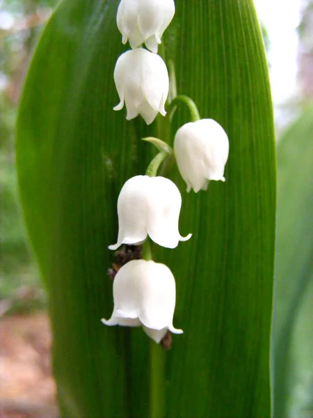 White Bells Blooming Lily Valley Wild Forest Spring May — ストック写真