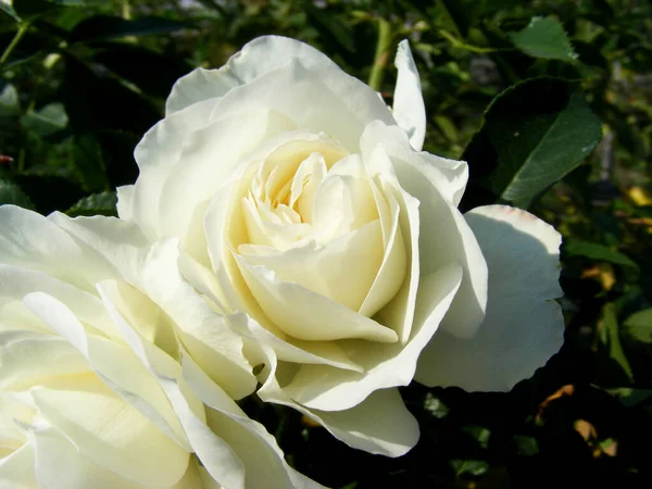 Beautiful White Roses Green Leaves Background Flowerbed Summer Garden — 스톡 사진