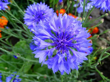 Rengarenk, parlak bir çiçek tarhında mavi bir çiçek.