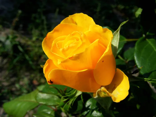 Beautiful Orange Rose Flowerbed Summer Garden — Stockfoto