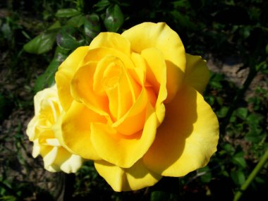 Yaz bahçesindeki çiçek tarhında güzel sarı bir gül