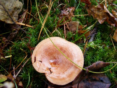 Orman mantarının yakın plan fotoğrafı.