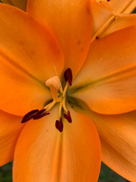 Closeup Shot Beautiful Orange Lily Garden — Stockfoto