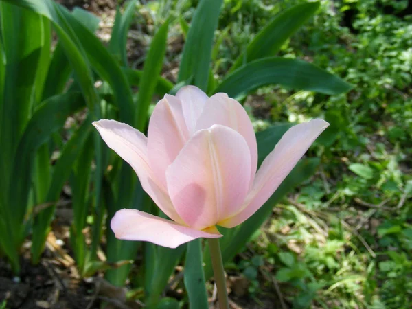Primer Plano Hermoso Tulipán Rosa Parterre Jardín Verano — Foto de Stock