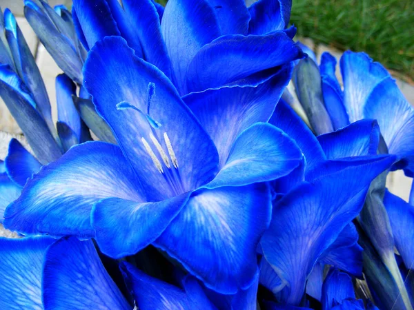 Close View Blue Gladiolus — Stockfoto