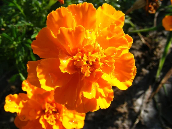 Close Deep Yellow Marigolds Flowerbed Summer Garden — Stock Photo, Image