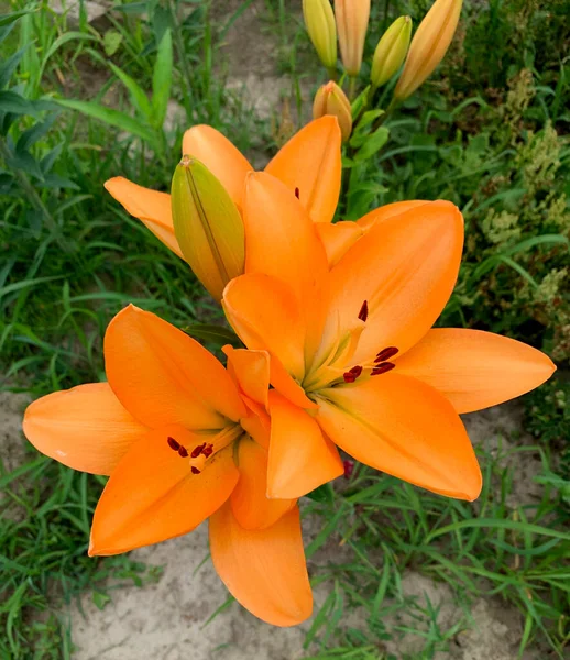 Close View Orange Lily Flowers Flowerbed Garden — Stockfoto
