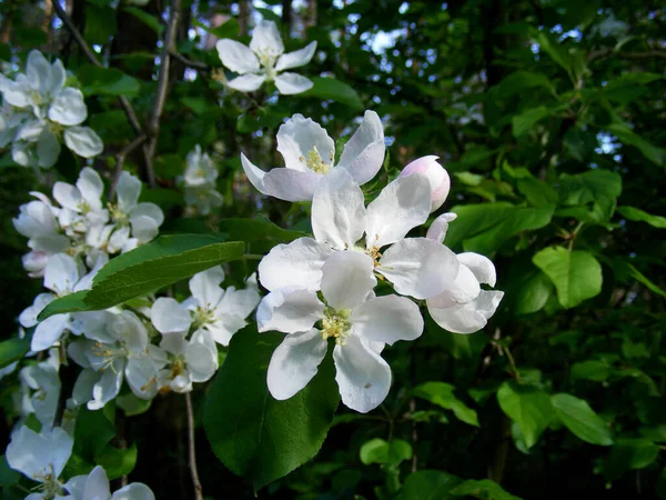White Blossom Branch Garden — Foto de Stock