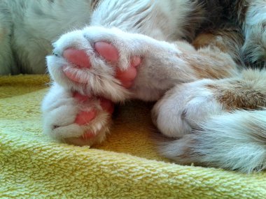 Sarı bir yatakta uyuyan bir kedinin tüylü pençeleri.