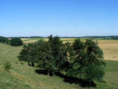 Arkasında tarlalar olan akasya ağaçları olan güzel Ukrayna manzarası