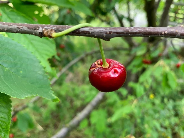 Fresh Red Ripe Sweet Cherry Curved Tail Tree Branch Growing — ストック写真