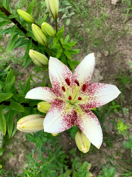 White Dark Red Ripples Lily Leaves Buds Flowerbed Summer Garden — 스톡 사진