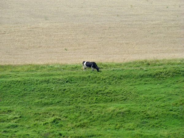 Black White Cow Grazing Pasture Rural Landscape —  Fotos de Stock