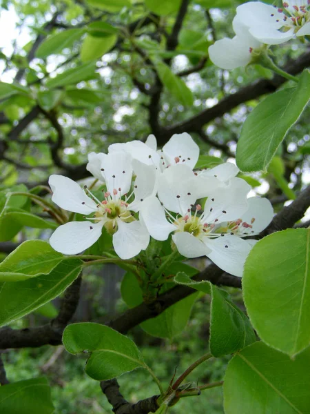 Белый Цветок Груши Ветке Саду — стоковое фото