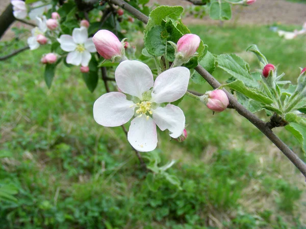 Beautiful Blossom Pink Buds Blooming Apple Tree Spring Garden — Stock Photo, Image