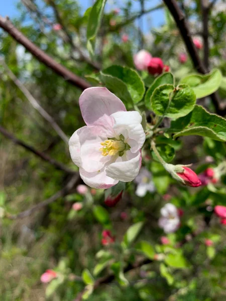 Красивый Цветок Розовыми Бутонами Цветущей Яблоне Весеннем Саду — стоковое фото