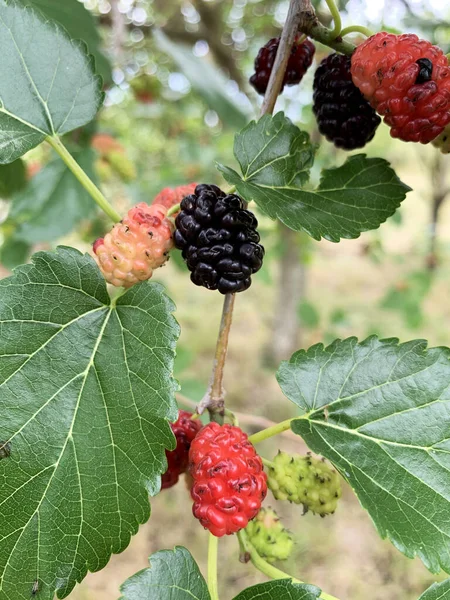 Black Red Mulberries Green Leaves Branch Garden Close — Φωτογραφία Αρχείου