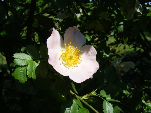 Zbliżenie Ujęcie Pięknego Kwitnącego Różanego Biodra Krzaku — Zdjęcie stockowe