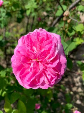 güzel dalgalı parlak gül bahçede büyüyor.