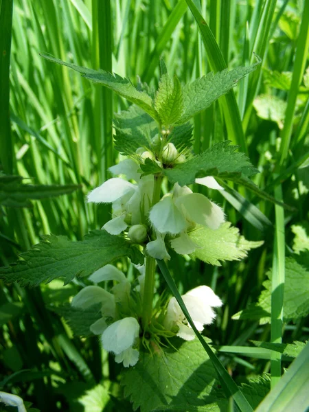 White Nettle Blooming Green Grass — Foto de Stock