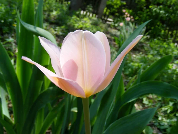 Pink Tulip Gardenbed Flora Botany — Foto de Stock