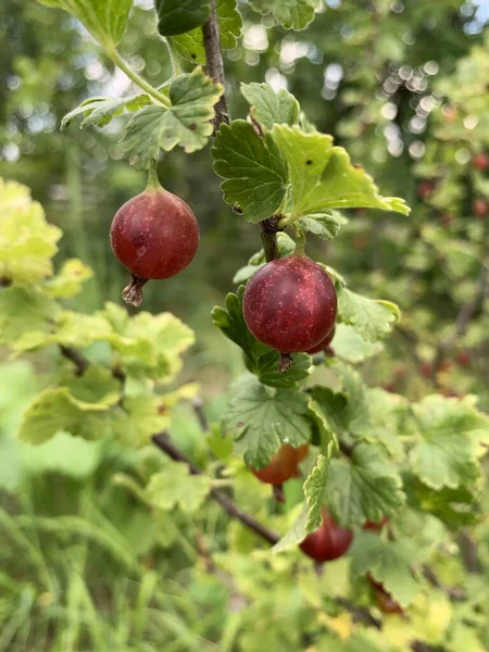 Close View Ripe Gooseberry Leaves Bush Summer Garden — Φωτογραφία Αρχείου