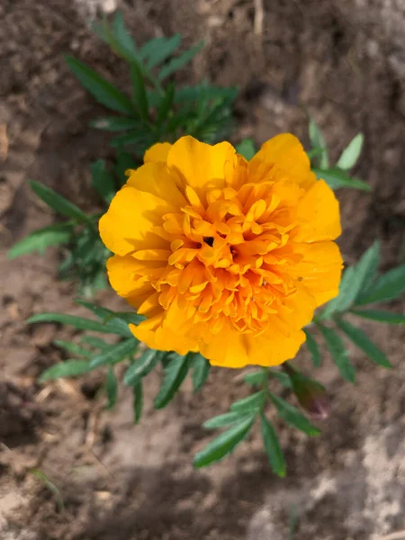 Yellow Marigold Summer Garden — Stockfoto