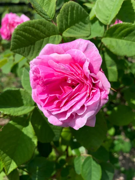 Beautiful Soft Pink Rose Flower Bed Summer Garden — 스톡 사진
