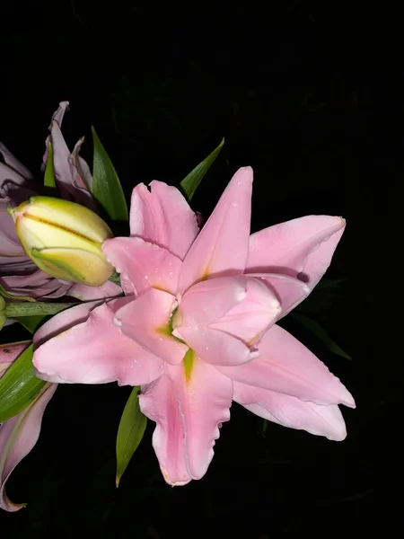 Beautiful Pink Lily Flower Dark Background Night Garden Summer — Stockfoto