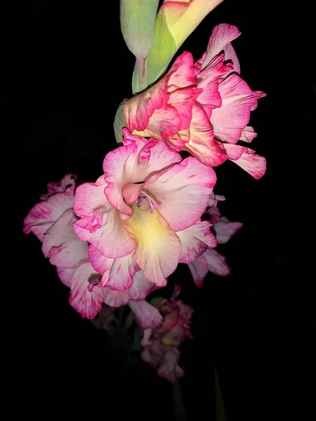 Mooie Roze Witte Gladiolen Bloemen Nachts Schieten — Stockfoto