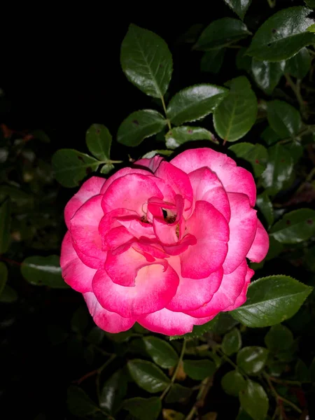 Beautiful Rose Growing Garden Night Shooting — Fotografia de Stock