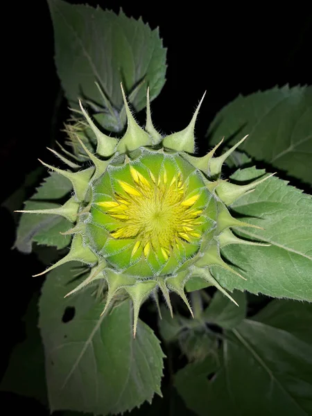 Sunflower Blooming Evening — Stok fotoğraf