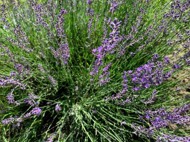 Güzel lavanta tarlası. doğal arkaplan