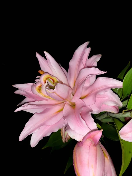 Close View Beautiful Pink Lily Night — Foto de Stock