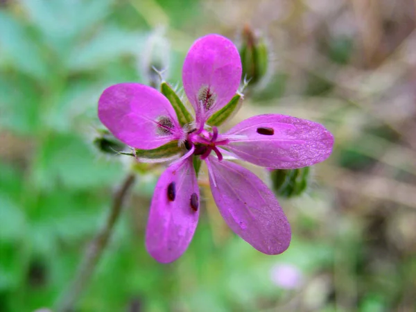 Lovely Purple Forest Flower Woodland Geranium Closeup — стоковое фото