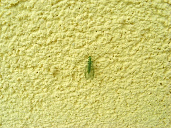 Πράσινο Έντομο Δαντέλας Στον Κίτρινο Εξωτερικό Τοίχο Του Σπιτιού — Φωτογραφία Αρχείου