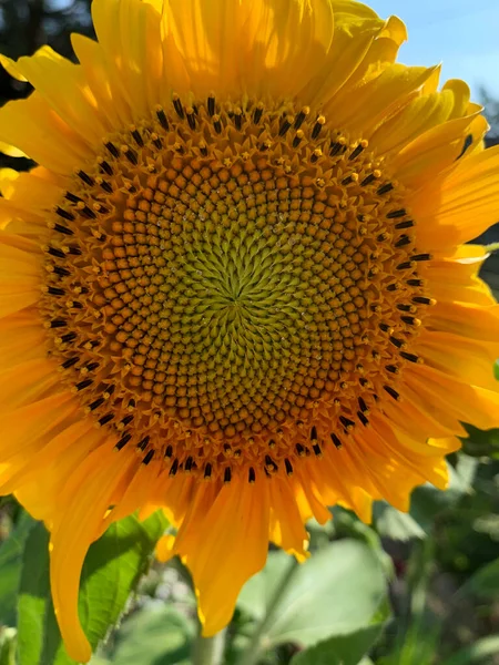 Closeup Center Sunflower Summer Garden — стоковое фото