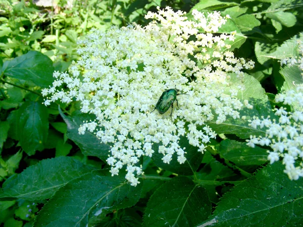 Gran Escarabajo Verde Chispeante Rosal Pequeñas Flores Blancas Arbusto Saúco — Foto de Stock