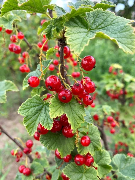 Red Currant Bush Closeup — ストック写真