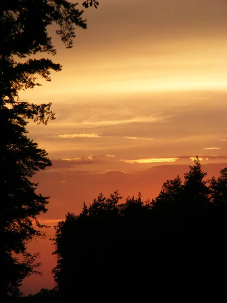 Beautiful Sunset Forest Backlight — Fotografia de Stock