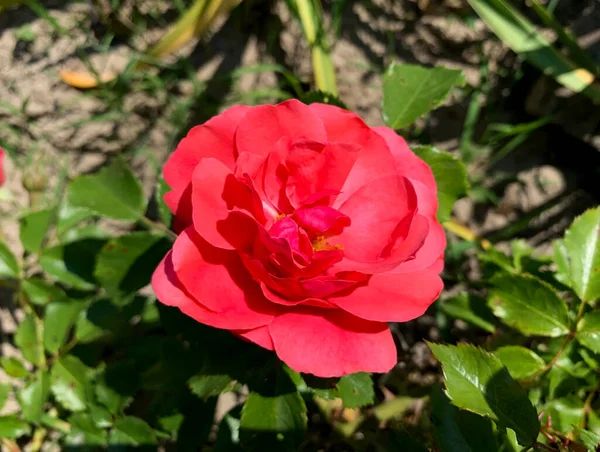 Scarlet Rose Green Leaves Summer Day — Zdjęcie stockowe
